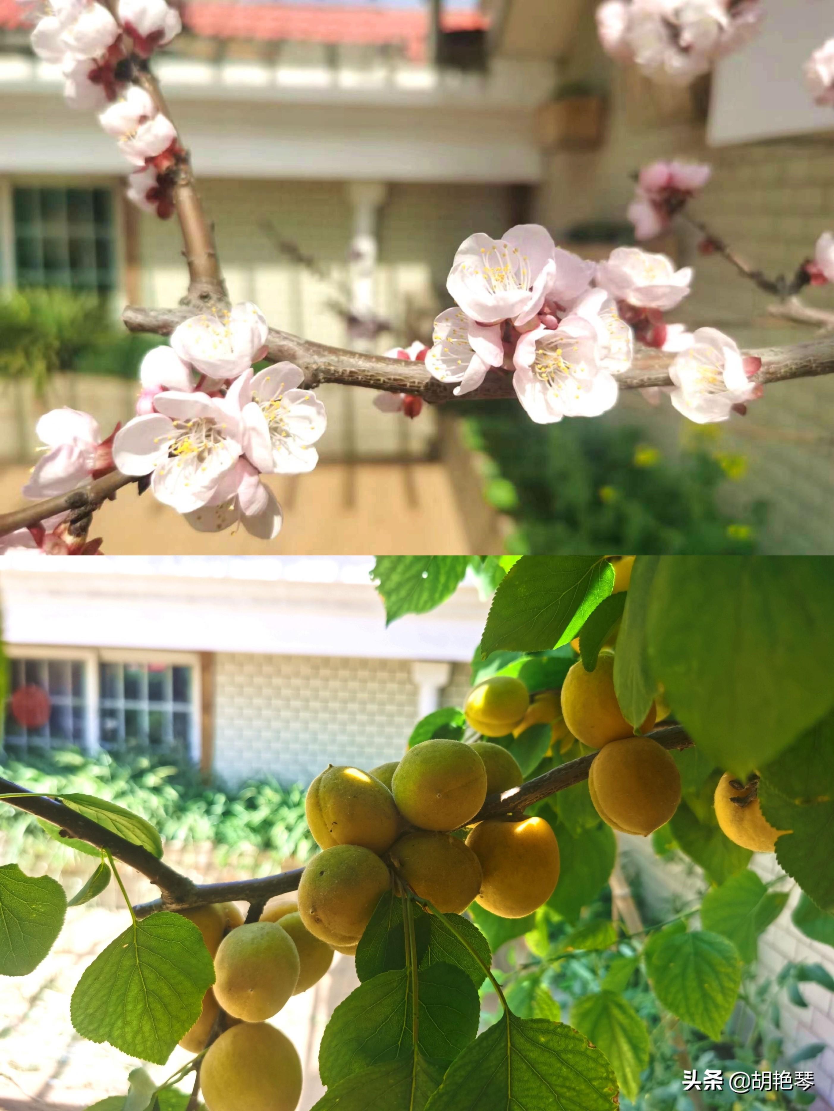 有关杏子诗词鉴赏（关于杏仁的诗句）喜欢这明媚的黄杏