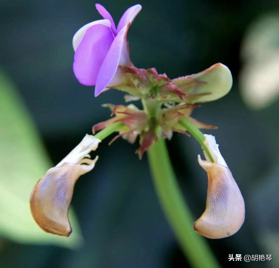 关于豆角花的七绝诗句（赞美豆角花唯美古诗词）