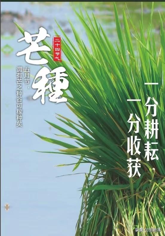 关于芒种的古诗名句（6首唯美芒种诗词）