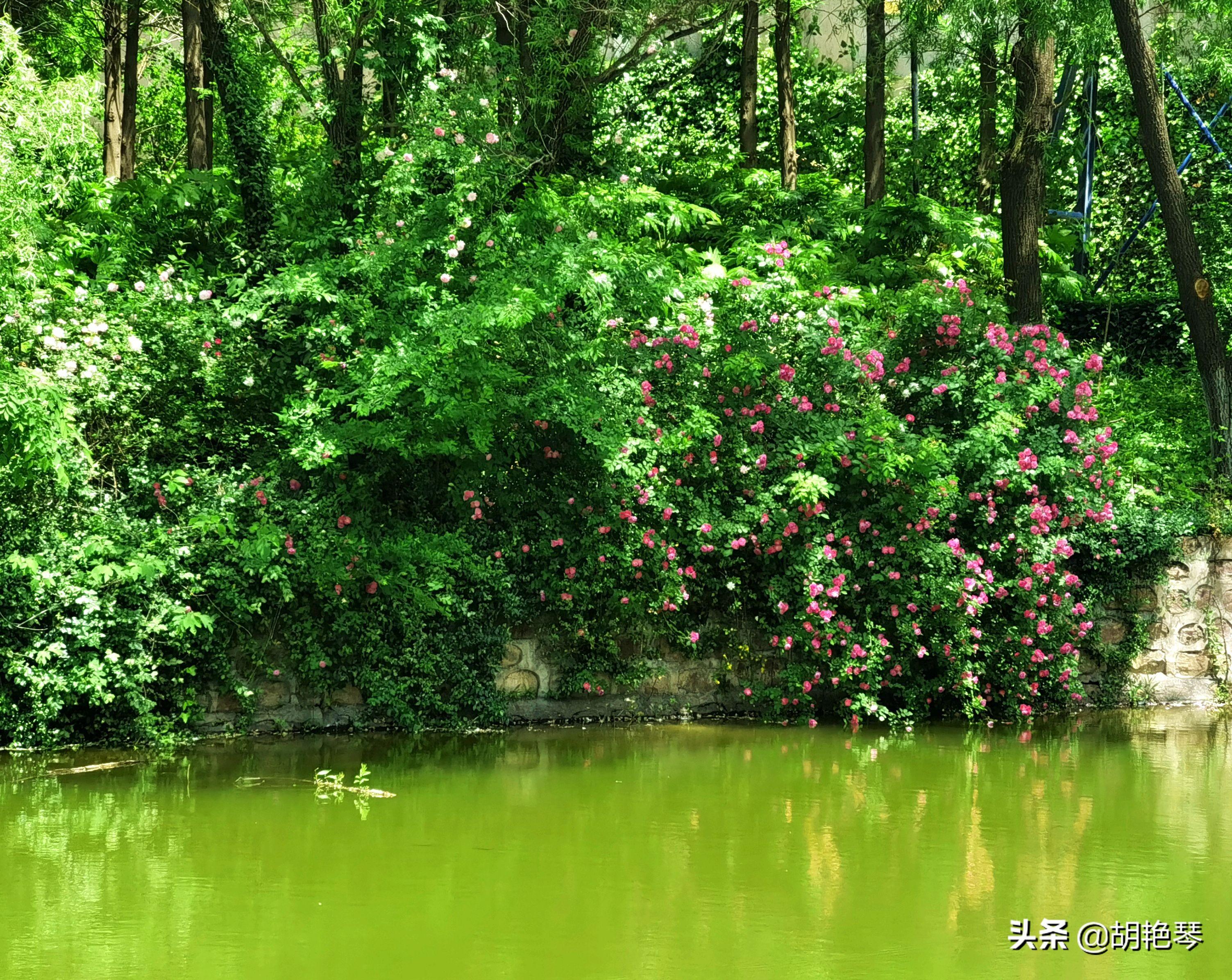 形容蔷薇花的唯美诗句（蔷薇古诗词赏析大全）