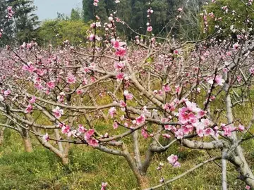 令人心动的春天句子（关于春天的经典短句）