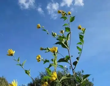 精辟而走心的唯美句子（唯美走心的励志文案）