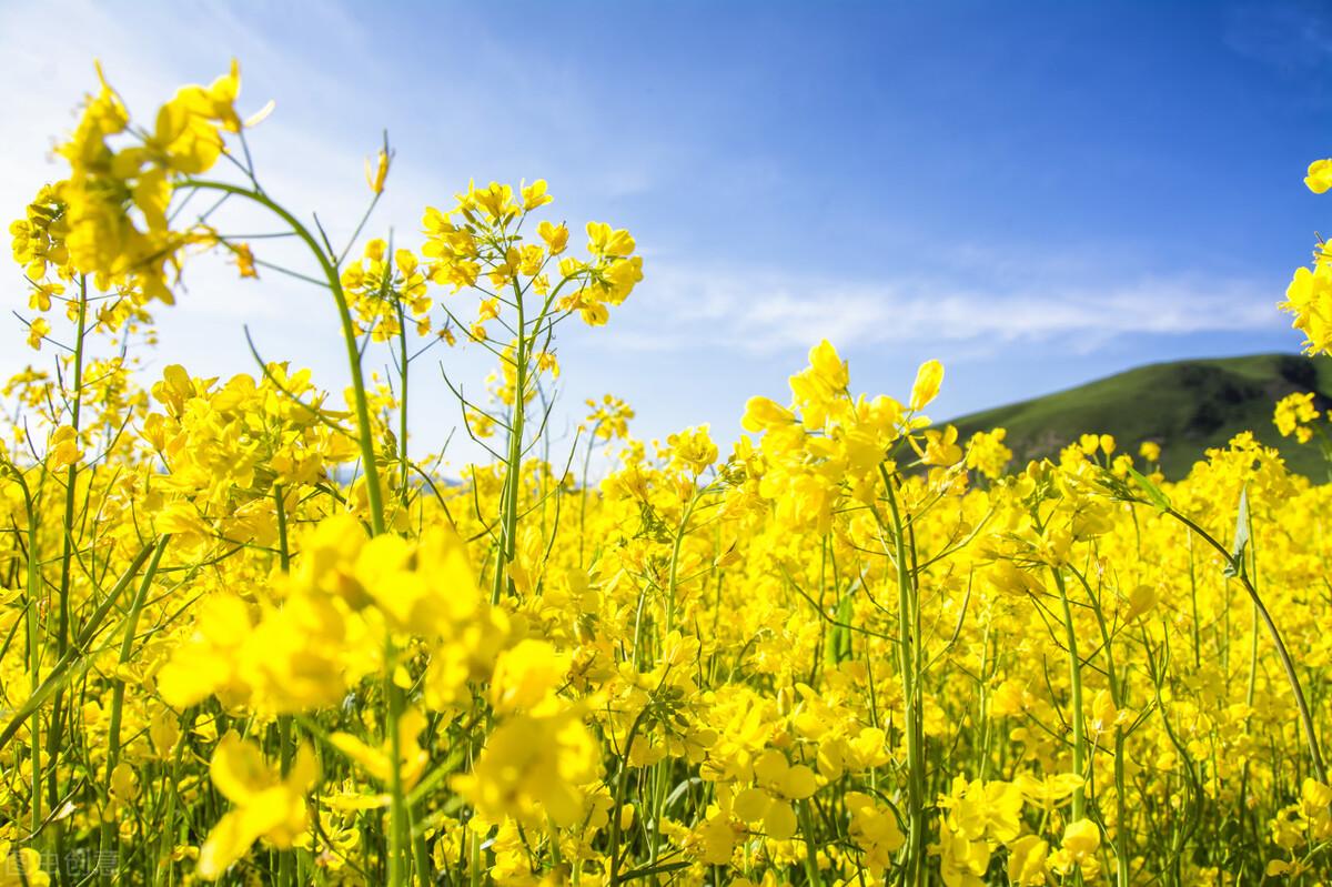 形容油菜花的优美古诗词（4首美好油菜花诗词）