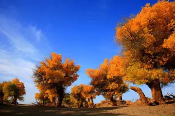 生命的赞歌作文800字（闪烁着生命的光泽）