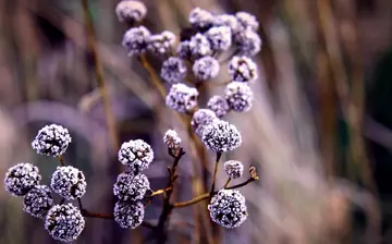 关于霜花优秀作文赏析（那一片霜花）