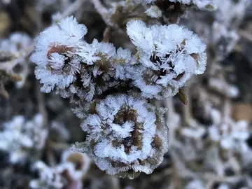 关于霜花优秀作文赏析（那一片霜花）