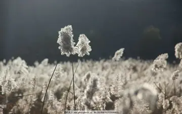 初中生优秀作文赏析（深秋的芦苇）