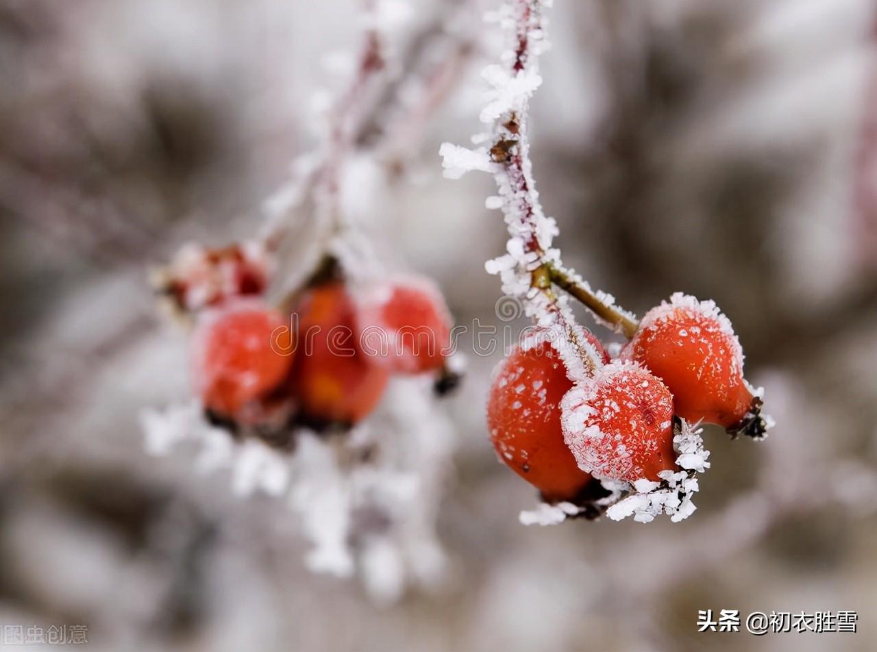 霜降节气大气美诗（赞美霜降的古诗）