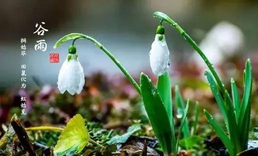 关于雨水的古诗鉴赏（谷雨古诗七言）