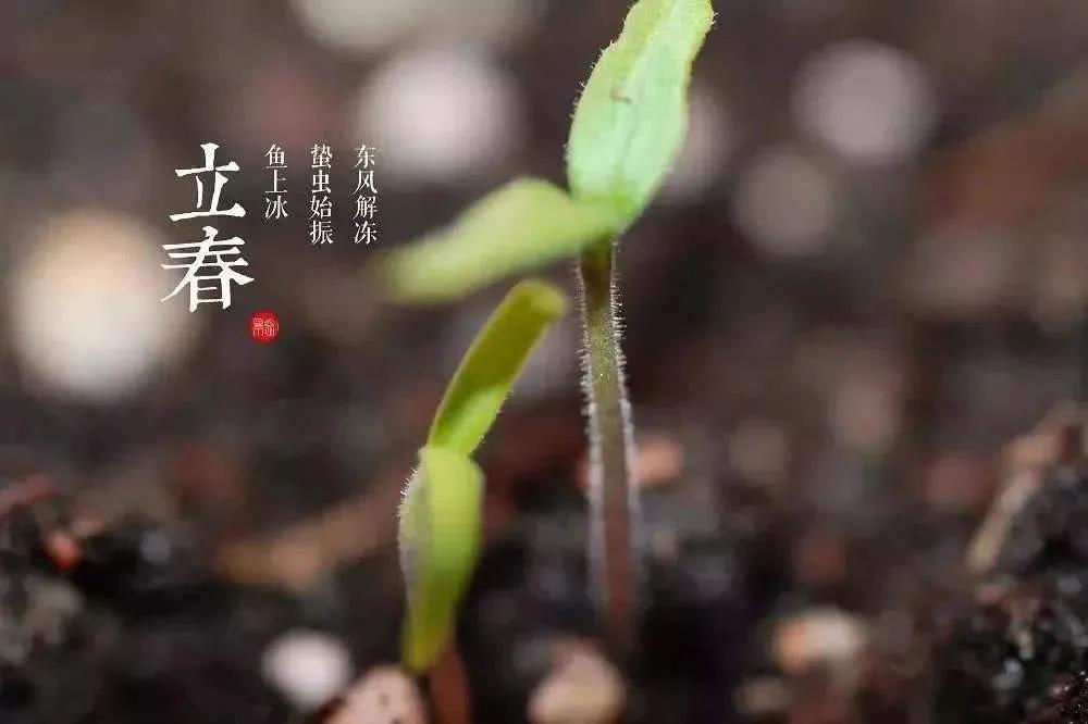 有关立春节气古诗大全（描写立春节气的古诗句）