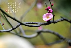 关于梅花的古诗（花勤梅开先，人勤春来早）