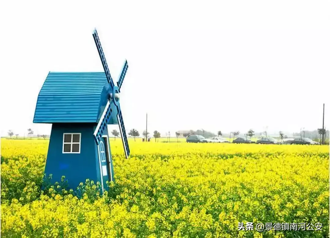 关于油菜花的古诗有哪些（17首油菜花诗词）