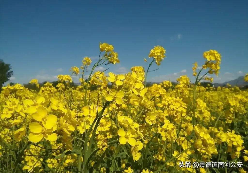 关于油菜花的古诗有哪些（17首油菜花诗词）