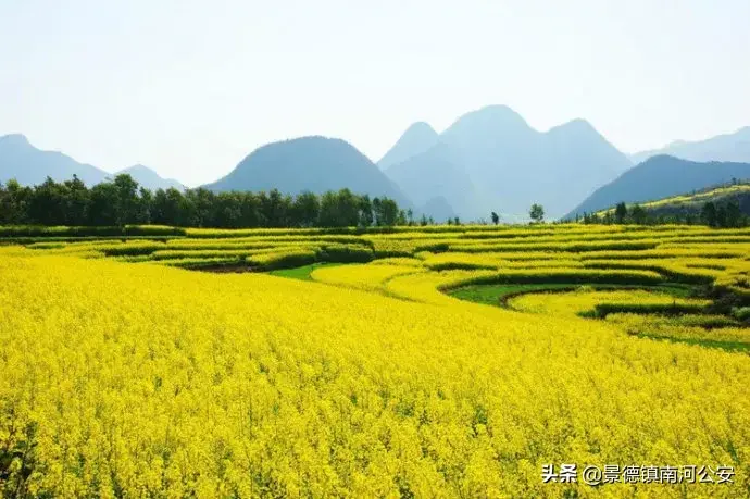 关于油菜花的古诗有哪些（17首油菜花诗词）