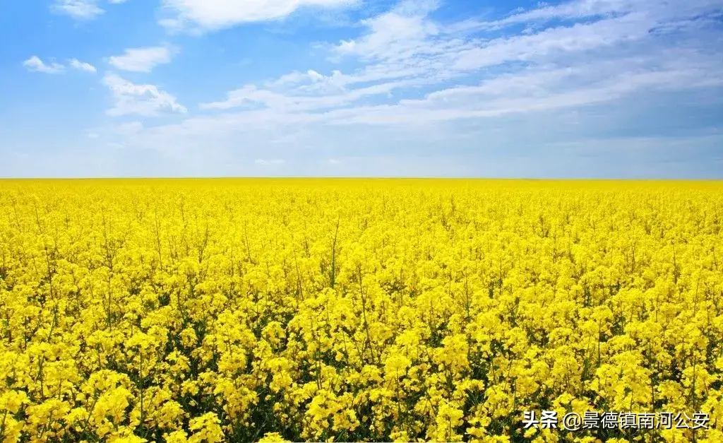 关于油菜花的古诗有哪些（17首油菜花诗词）