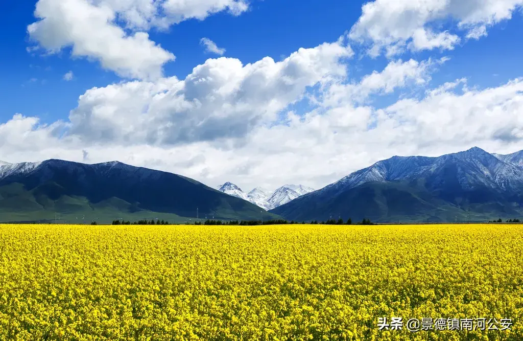 关于油菜花的古诗有哪些（17首油菜花诗词）