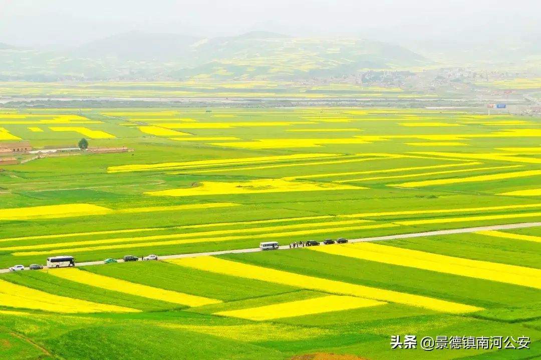 关于油菜花的古诗有哪些（17首油菜花诗词）