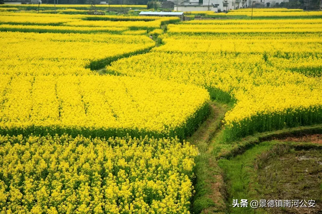 关于油菜花的古诗有哪些（17首油菜花诗词）