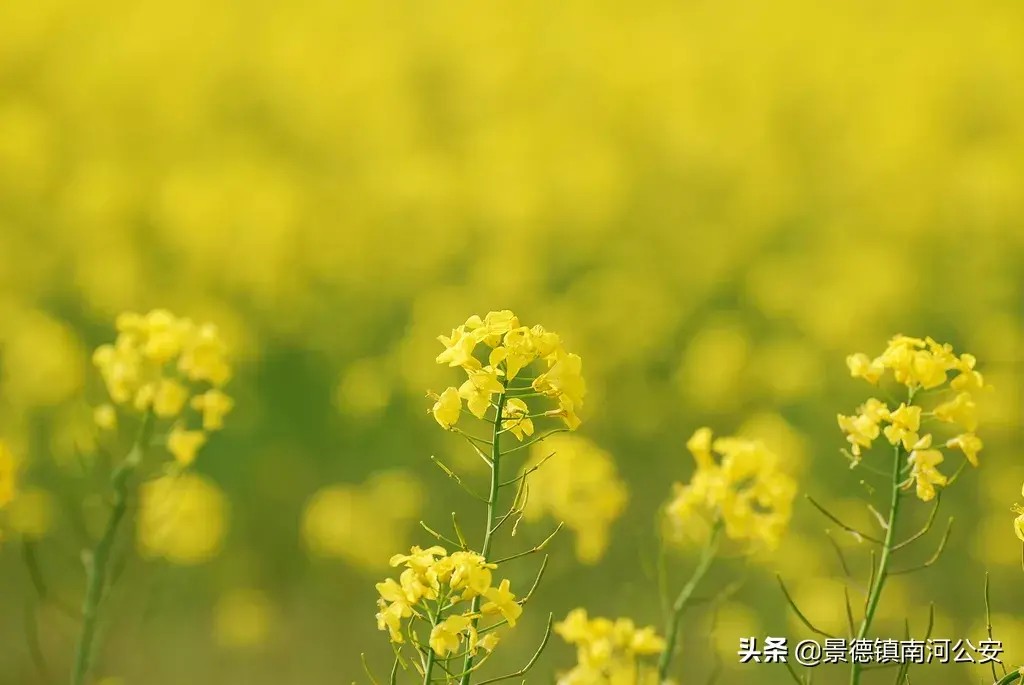 关于油菜花的古诗有哪些（17首油菜花诗词）