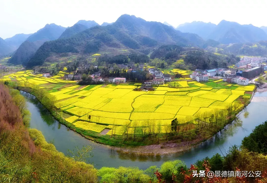 关于油菜花的古诗有哪些（17首油菜花诗词）