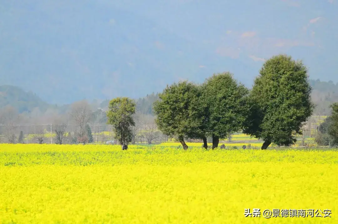 关于油菜花的古诗有哪些（17首油菜花诗词）