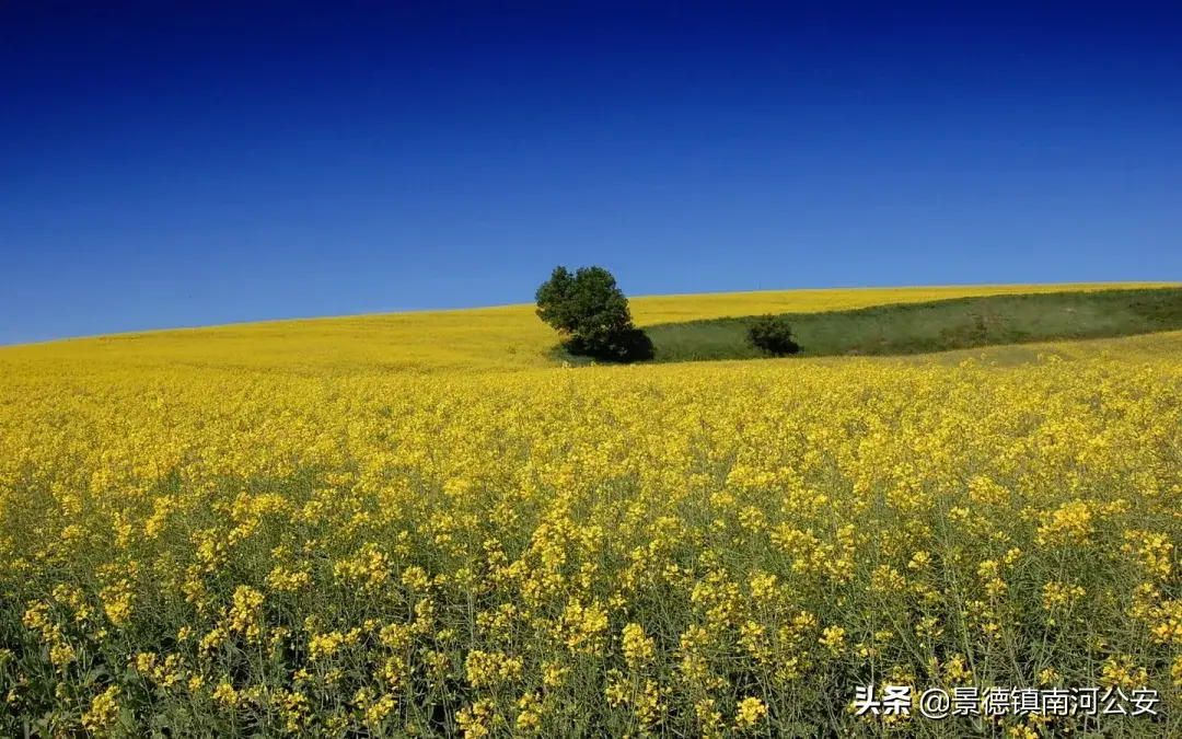 关于油菜花的古诗有哪些（17首油菜花诗词）