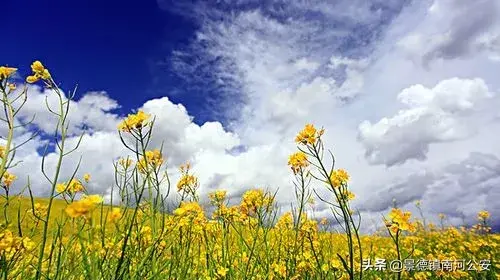 关于油菜花的古诗有哪些（17首油菜花诗词）