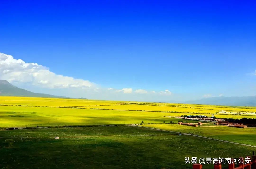 关于油菜花的古诗有哪些（17首油菜花诗词）