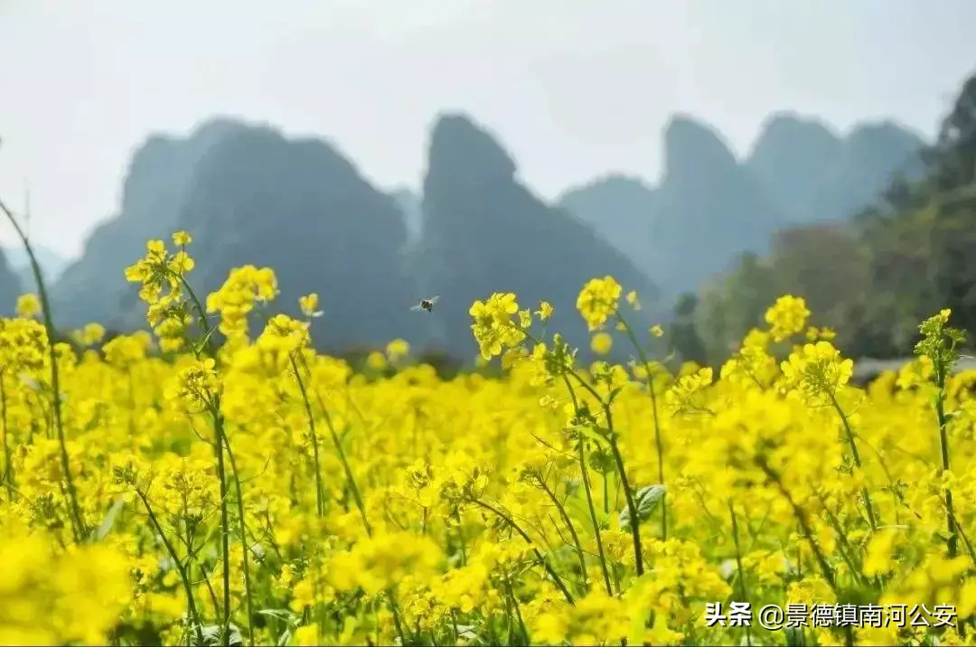 关于油菜花的古诗有哪些（17首油菜花诗词）