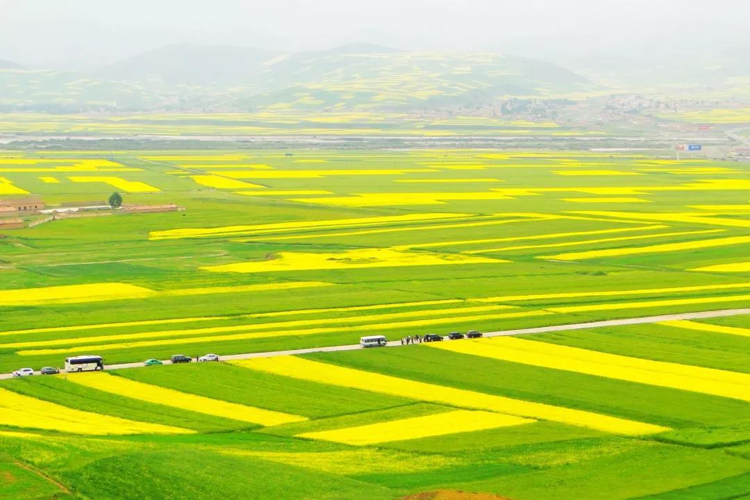 油菜花古诗大全（关于描写油菜花的古诗）