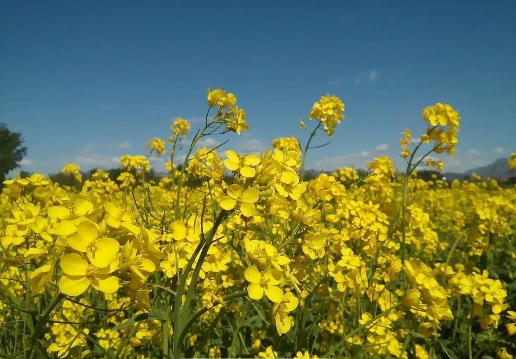 油菜花古诗大全（关于描写油菜花的古诗）