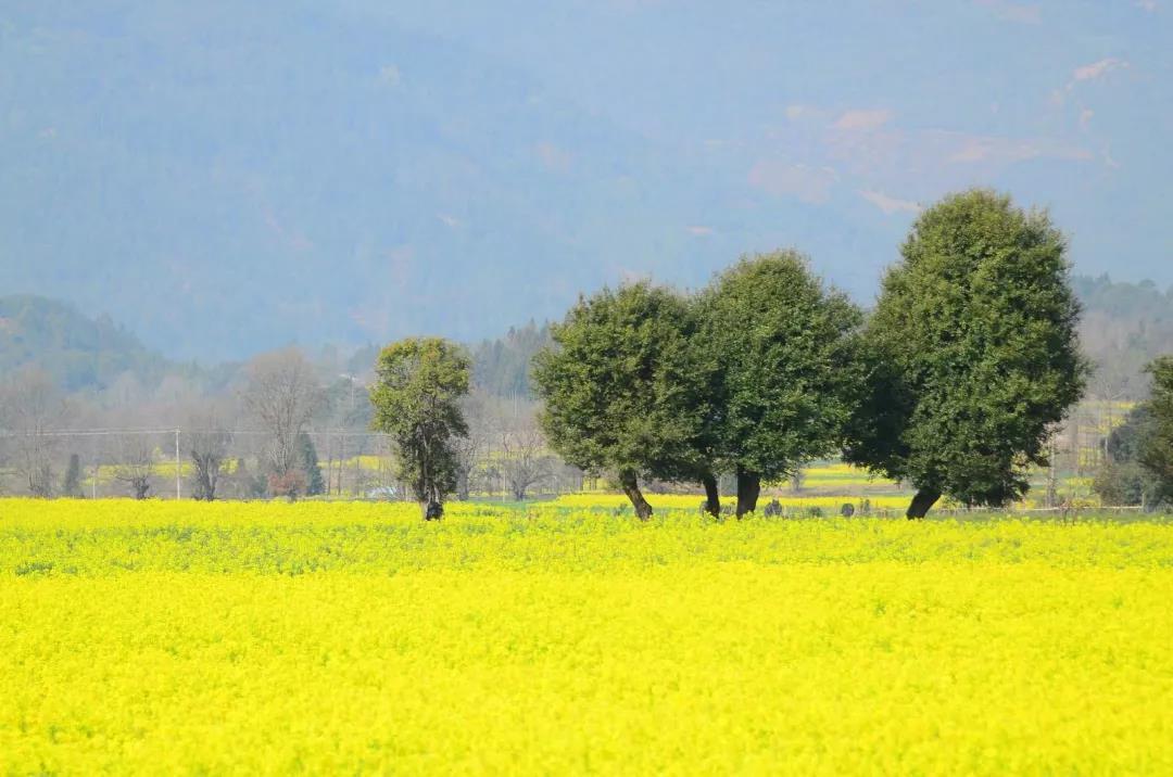 油菜花古诗大全（关于描写油菜花的古诗）