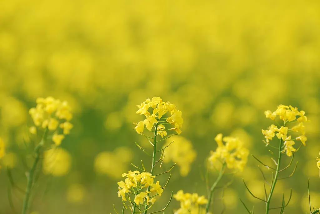 油菜花古诗大全（关于描写油菜花的古诗）