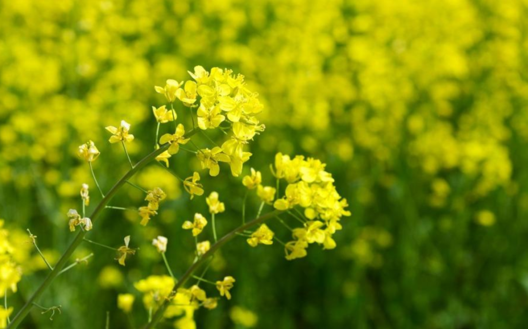 关于春天油菜花古诗（十二首菜花的诗词）