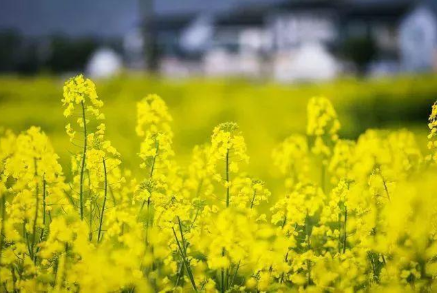 关于春天油菜花古诗（十二首菜花的诗词）