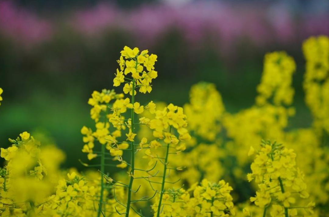 关于春天油菜花古诗（十二首菜花的诗词）