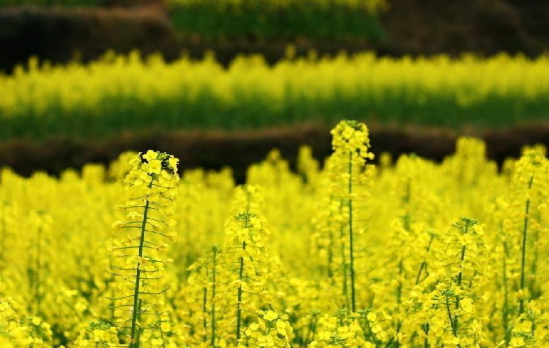 关于春天油菜花古诗（十二首菜花的诗词）