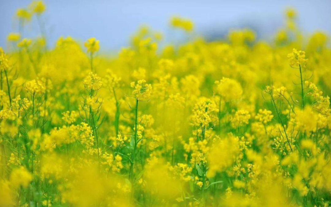 关于春天油菜花古诗（十二首菜花的诗词）