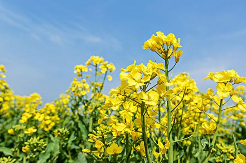 关于春天油菜花古诗（十二首菜花的诗词）