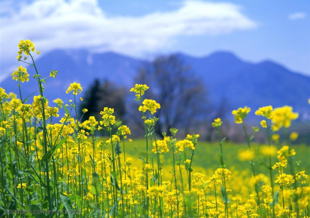 关于春天油菜花古诗（十二首菜花的诗词）