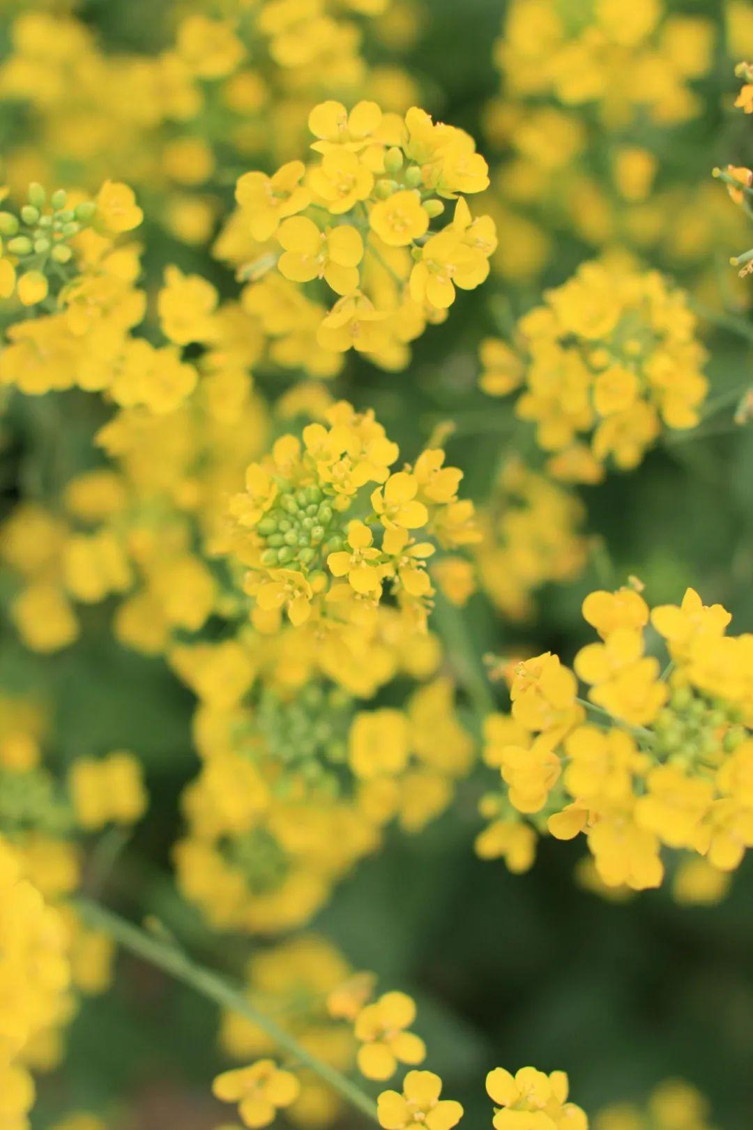 关于春天油菜花古诗（十二首菜花的诗词）