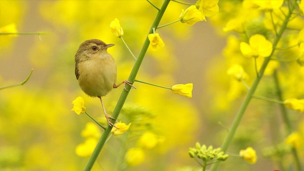 关于油菜花古诗词有哪些（10首菜花舞蝶的古诗词）