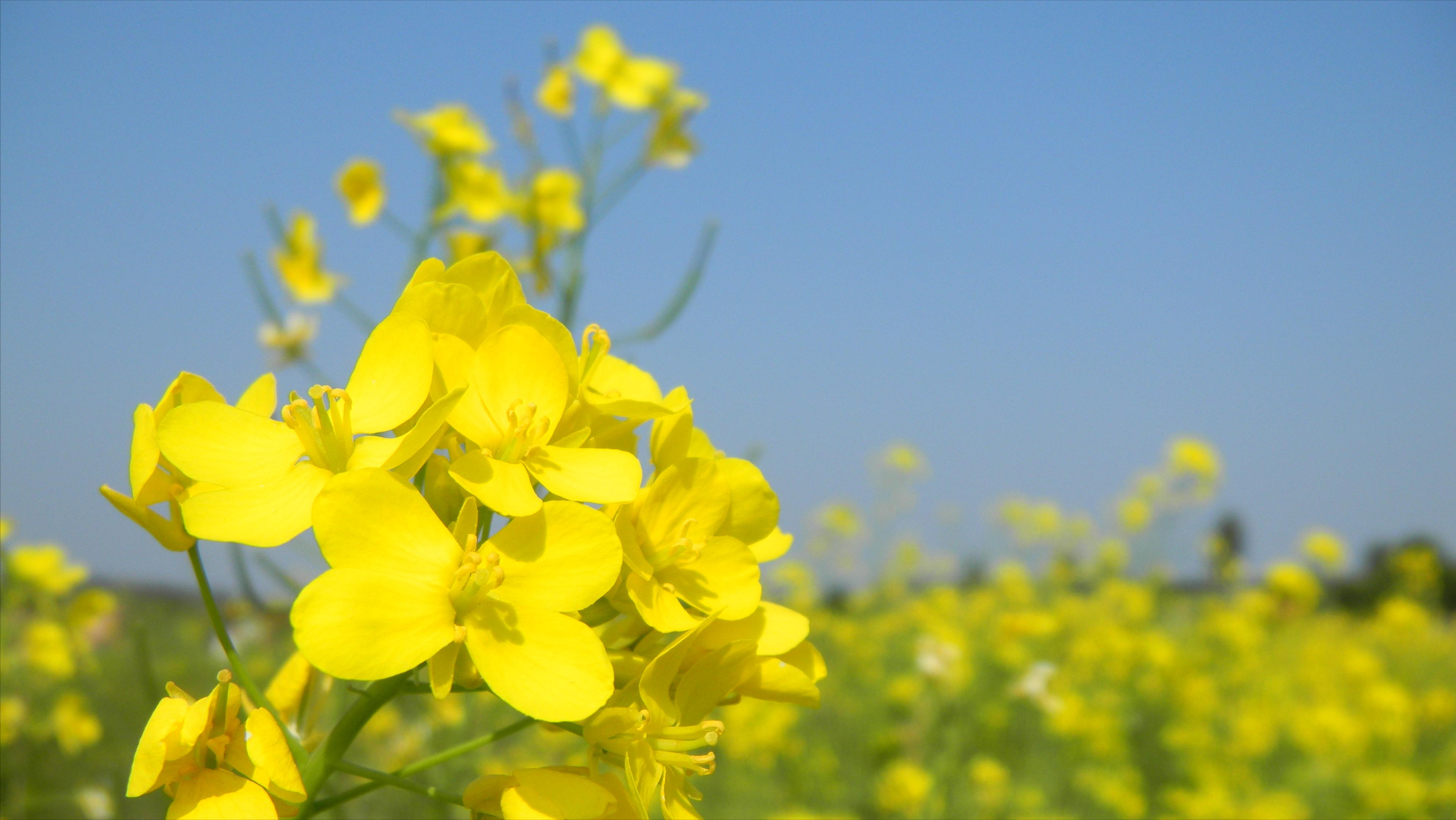 关于油菜花古诗词有哪些（10首菜花舞蝶的古诗词）