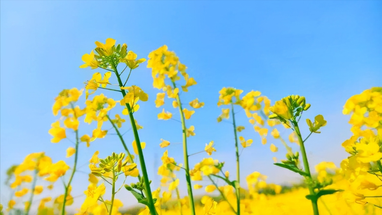 关于油菜花古诗词有哪些（10首菜花舞蝶的古诗词）