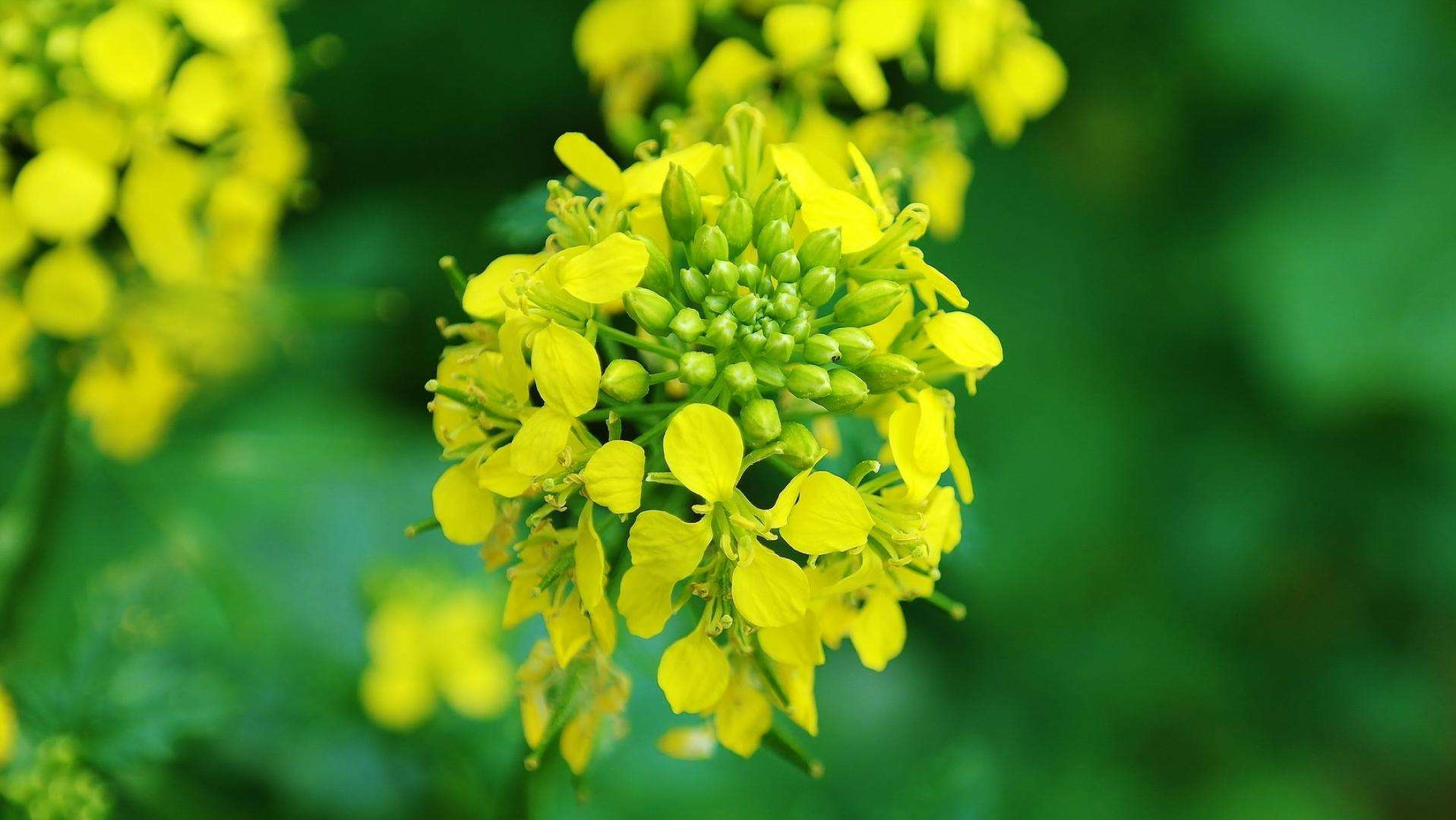 关于油菜花古诗词有哪些（10首菜花舞蝶的古诗词）