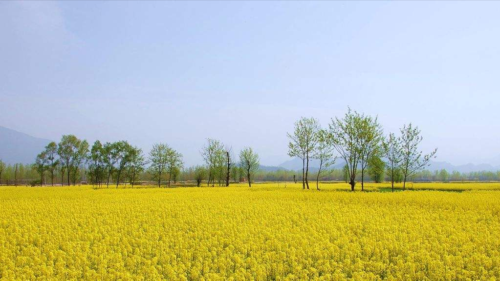 关于油菜花古诗词有哪些（10首菜花舞蝶的古诗词）