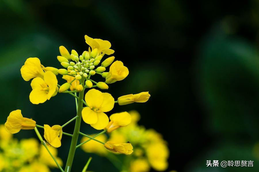 赞美春天油菜花的古诗（油菜花诗词精选）