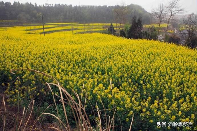 赞美春天油菜花的古诗（油菜花诗词精选）