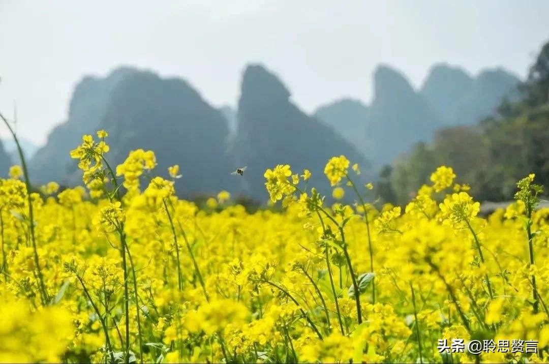 赞美春天油菜花的古诗（油菜花诗词精选）