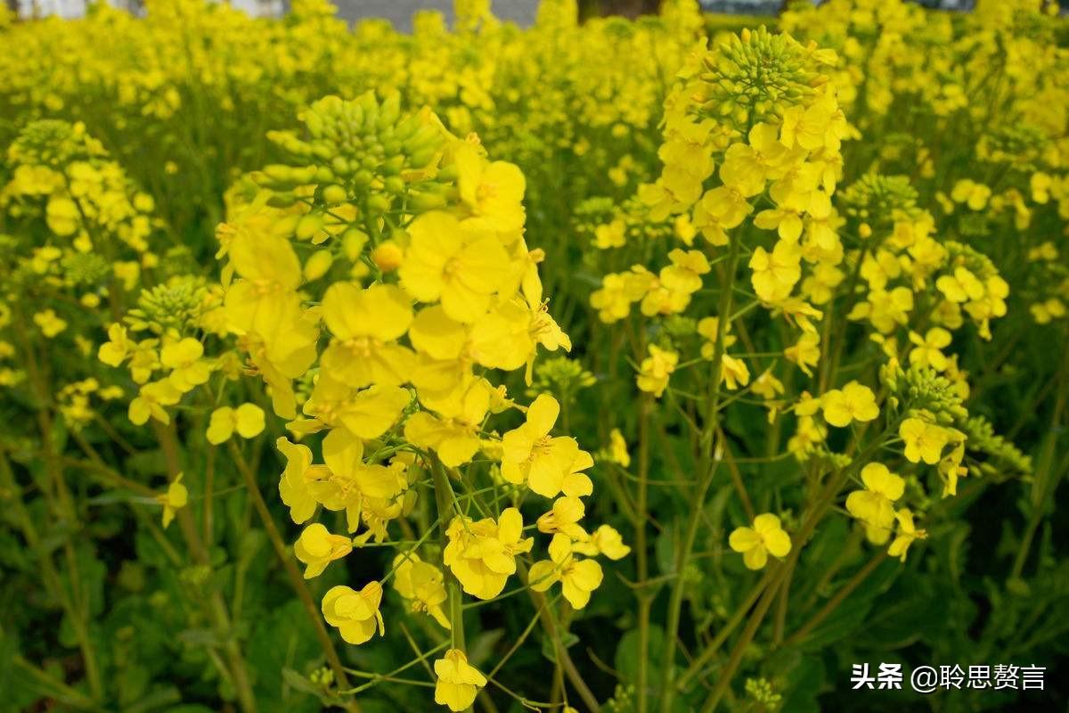 赞美春天油菜花的古诗（油菜花诗词精选）